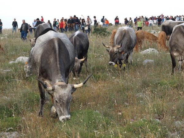 Parco della Murgia Materana.jpg